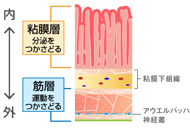 胃の構造図