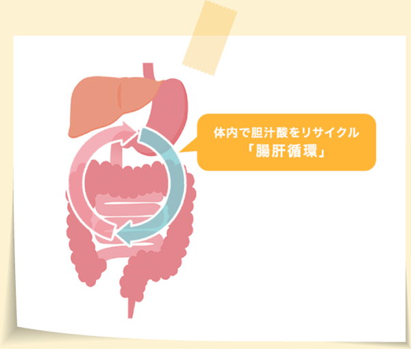 体内で胆汁酸をリサイクル「腸肝循環」