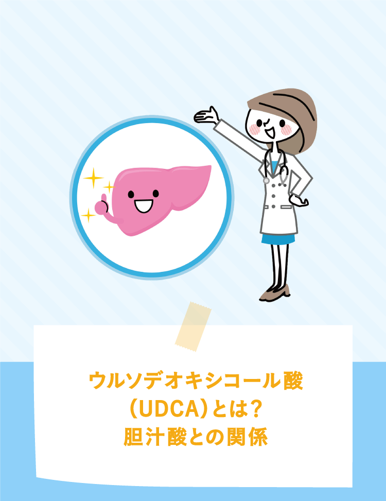 ウルソデオキシコール酸（UDCA）とは？胆汁酸との関係