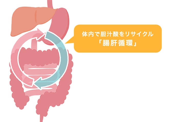 体内で胆汁酸をリサイクル「腸肝循環」